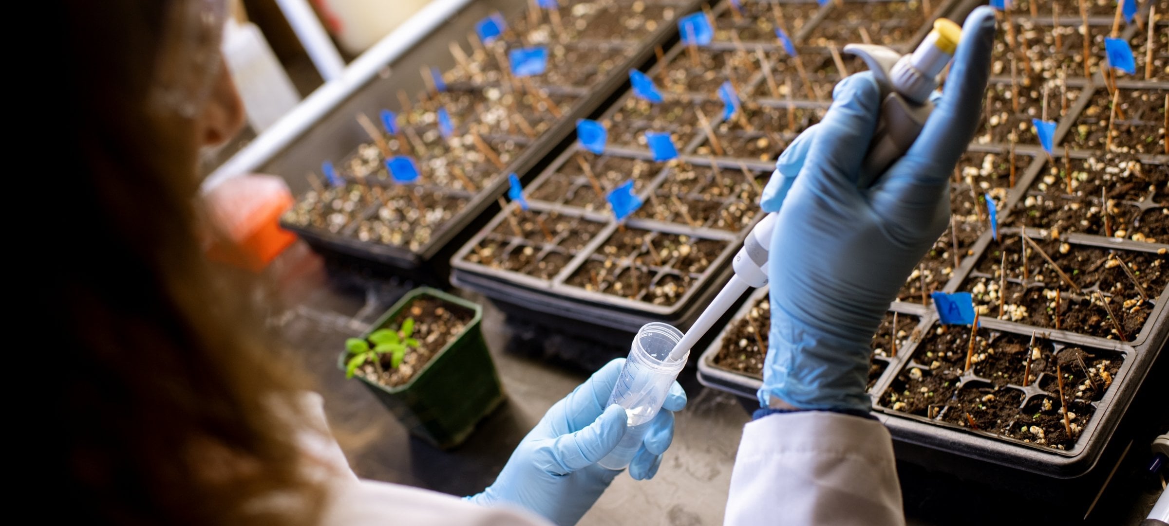 Researcher conducts experiments with plants.