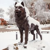 Husky Statue covered in snow.