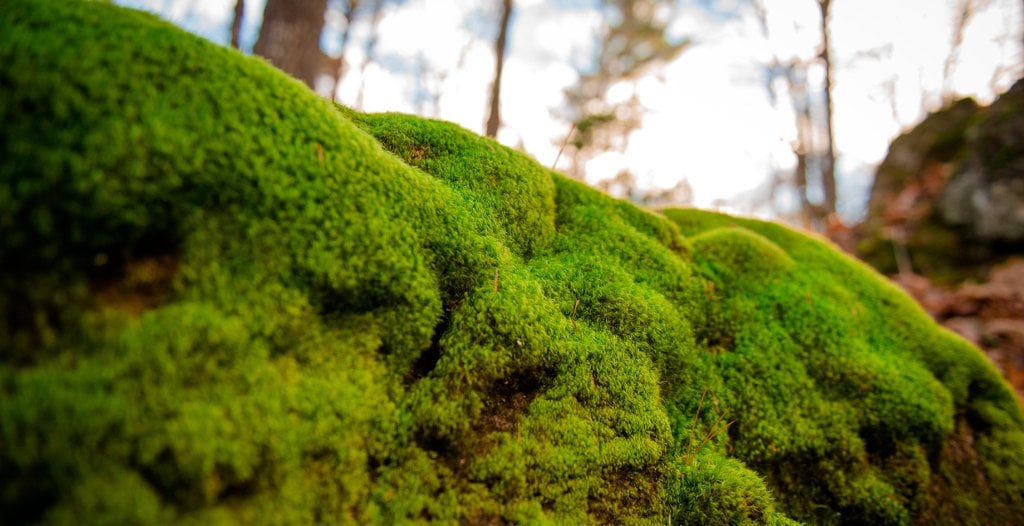 May the forest be with you. Biomaterials