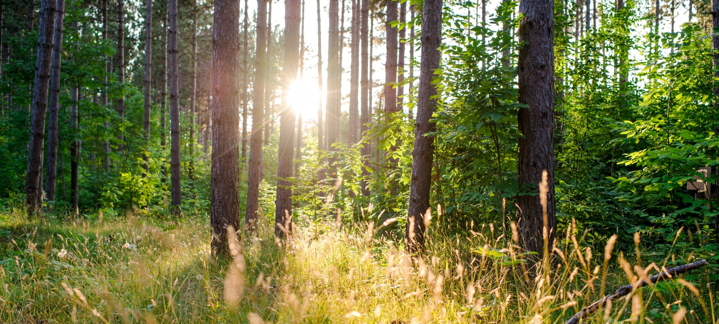View of sun shining through forested landscape