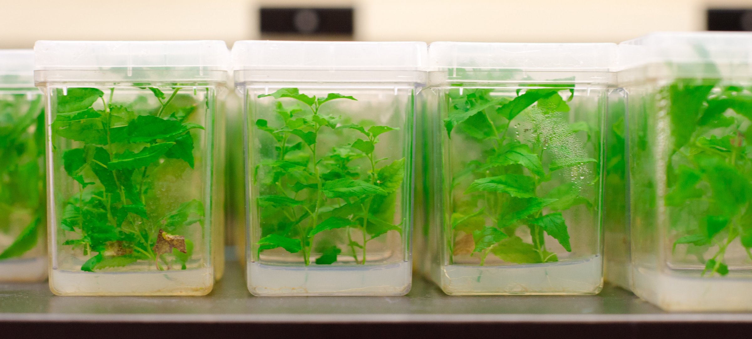 Plant samples in a Forestry Lab