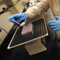 Samples being put in a dish by a gloved hand holding a pipette