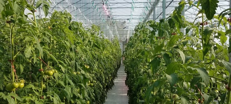 Tomato plants in a greenhouse.