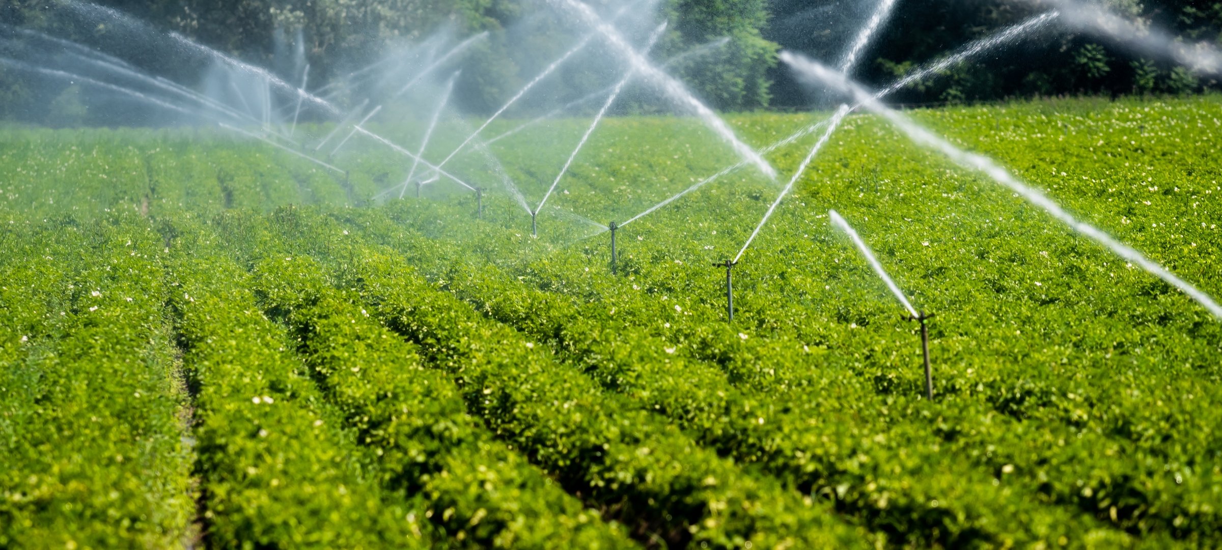 Irrigation sprinklers in a bean field