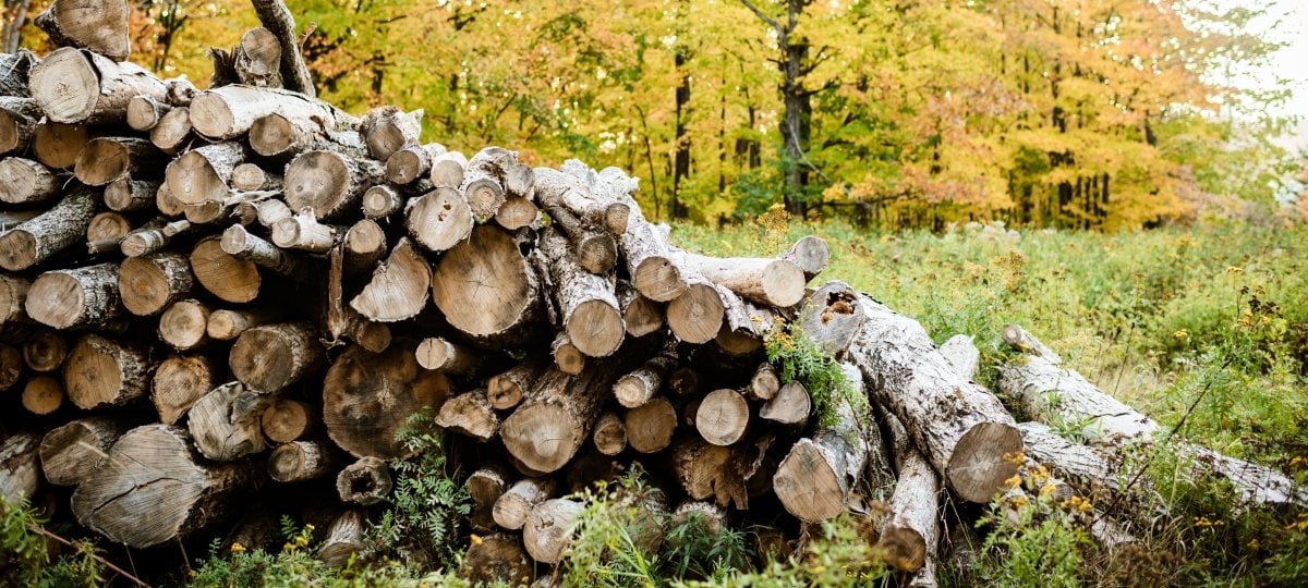 a pile of logs in a forest