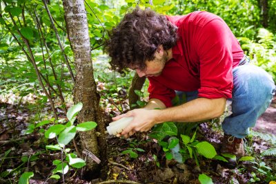 Abe Stone applying Chondrostereum purpureum to a buckthorn.