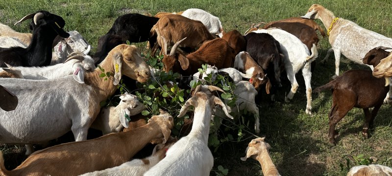 Herd of goats around a pile of buckthorn branches eating them.