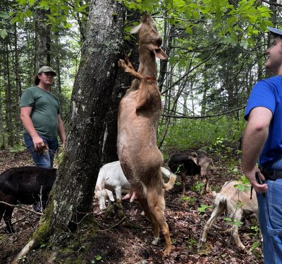 Two people watching a goat stretch up a tree to eat leaves while other goats forage on the forest floor.