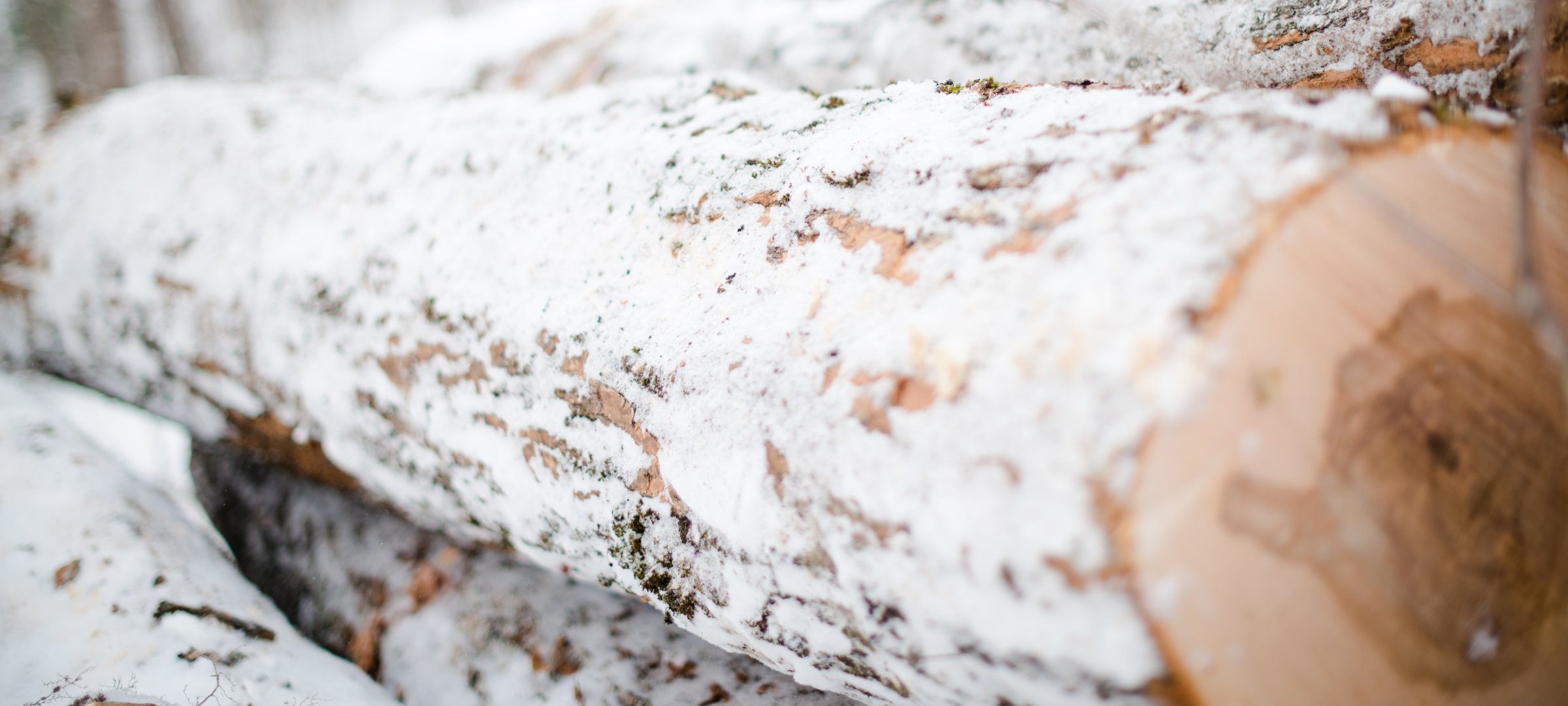 A snow dusted log on a pile.