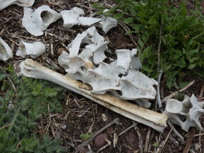 A small pile of moose bones.