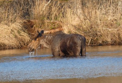 A moose standing in the water.