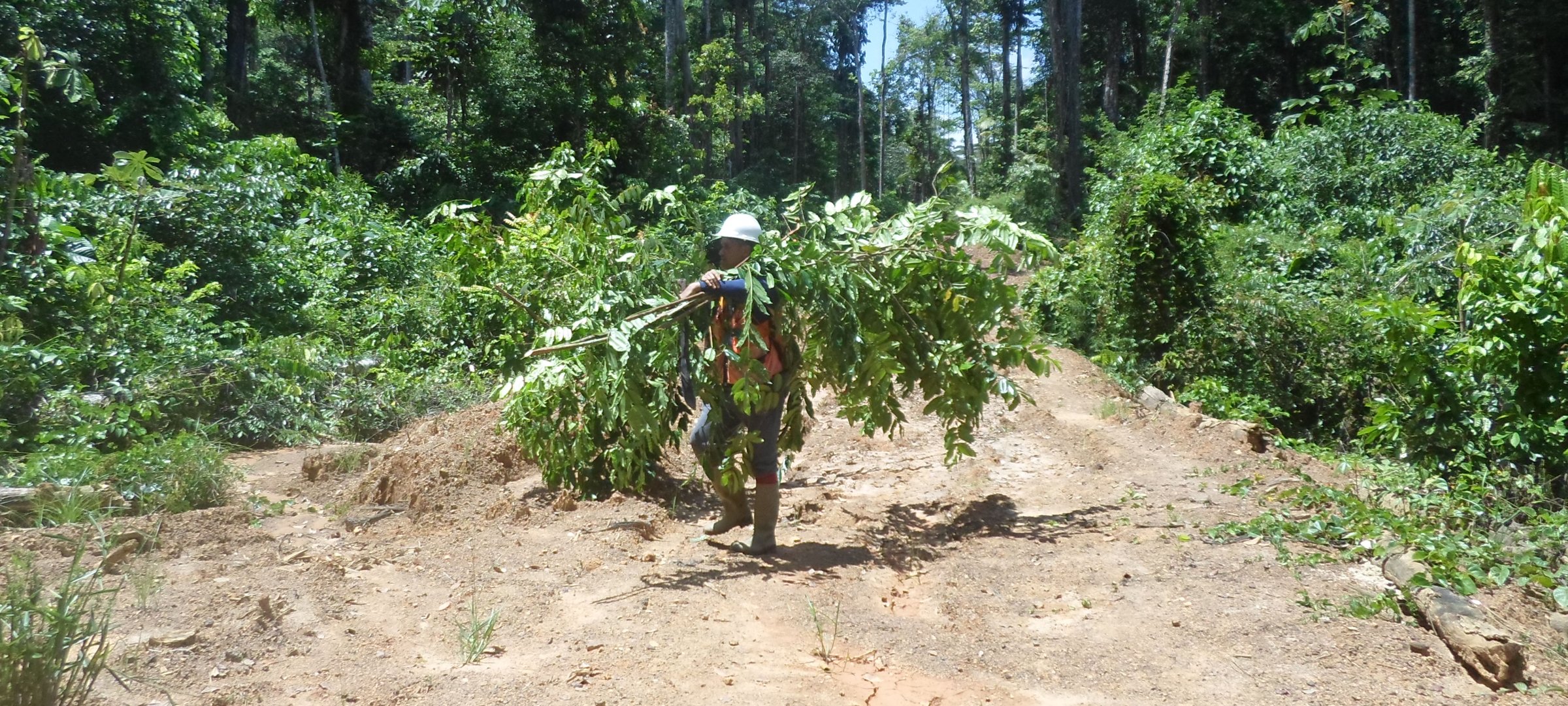 Forester carrying debris with a hard hat in a Suriname, South America forest