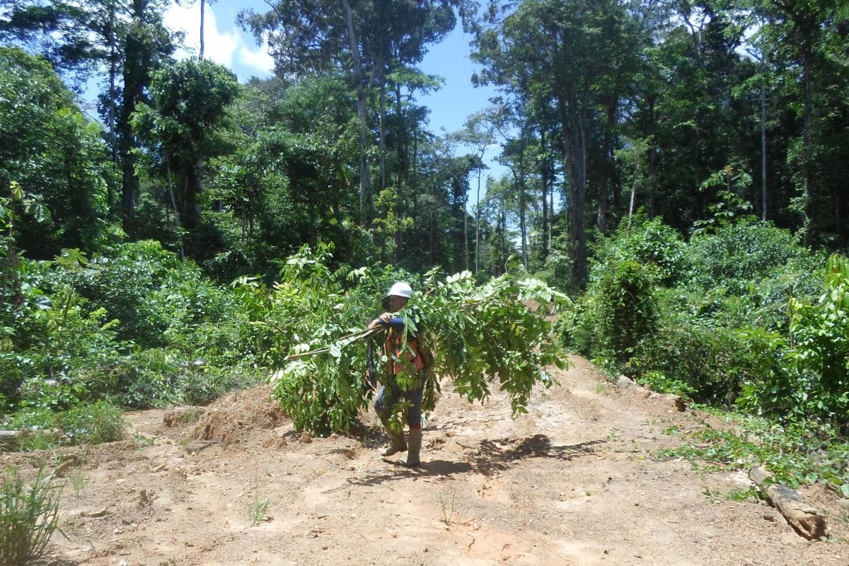 Worker holding branches in Suriname.