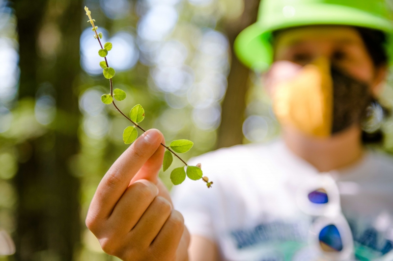 Undergraduate Programs | College Of Forest Resources And Environmental ...