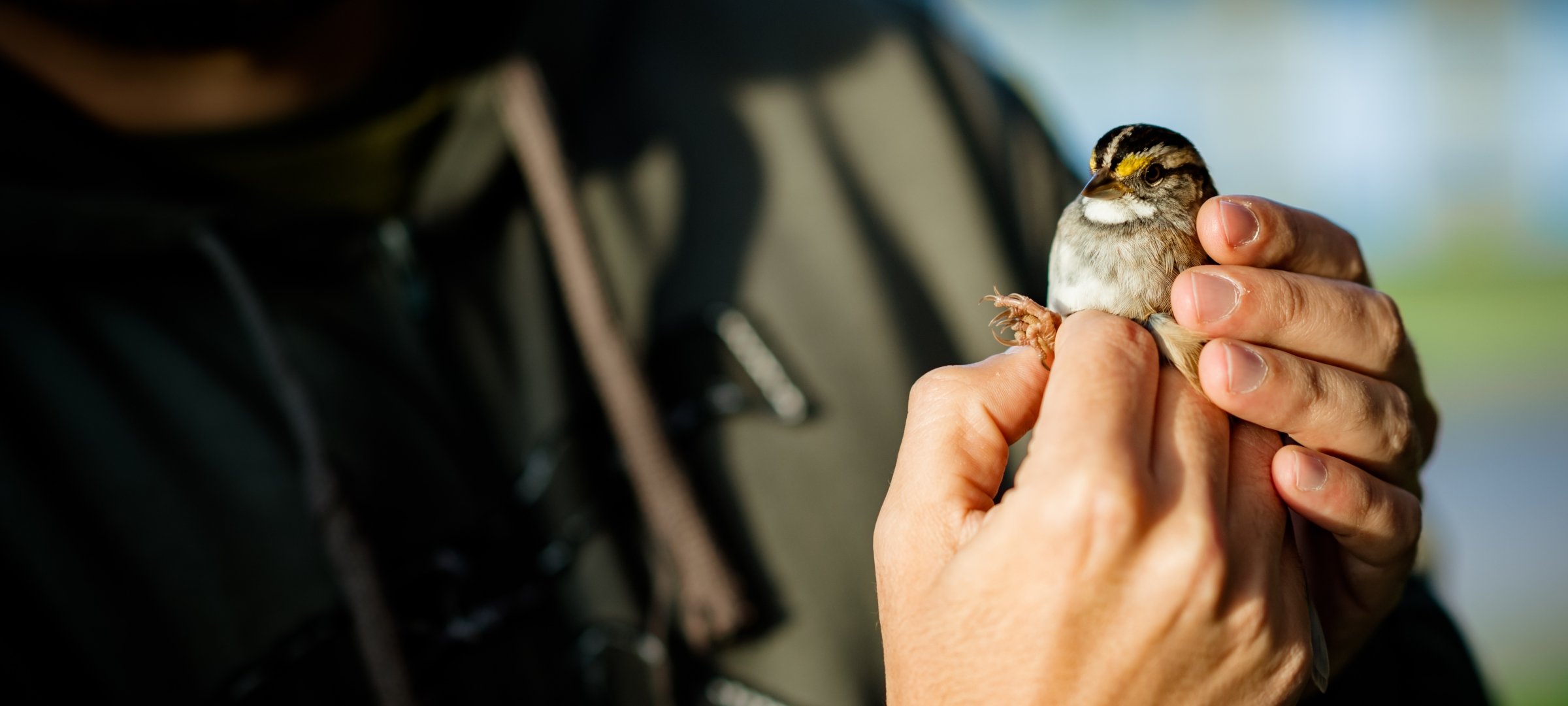 Researcher holding a small bird.