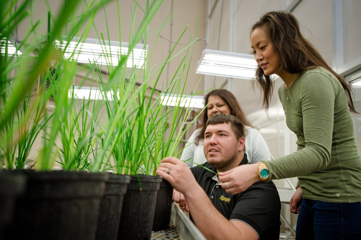 Three researchers check on plants for a project