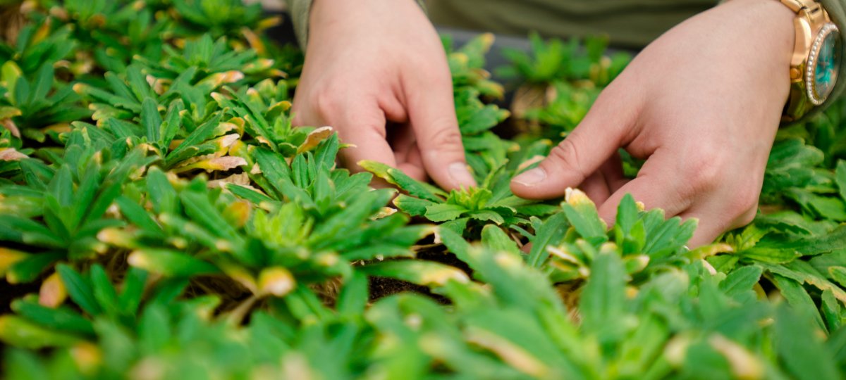 Two hands check on plants for research