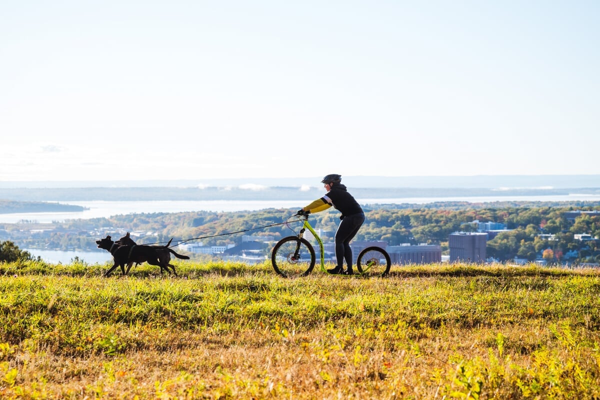 At Michigan Tech, outdoor adventure comes with the territory (in any season). Person standing on a special bik being pulled by sled dogs.