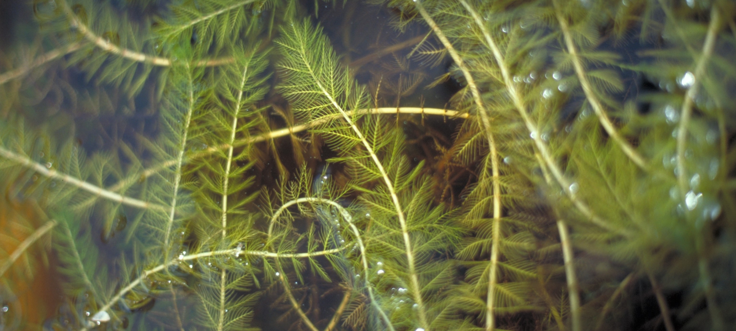 Eurasian Watermilfoil | Keweenaw Invasive Species Management Area