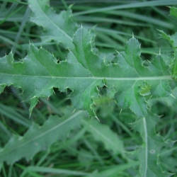 Canada Thistle | Keweenaw Invasive Species Management Area (KISMA ...