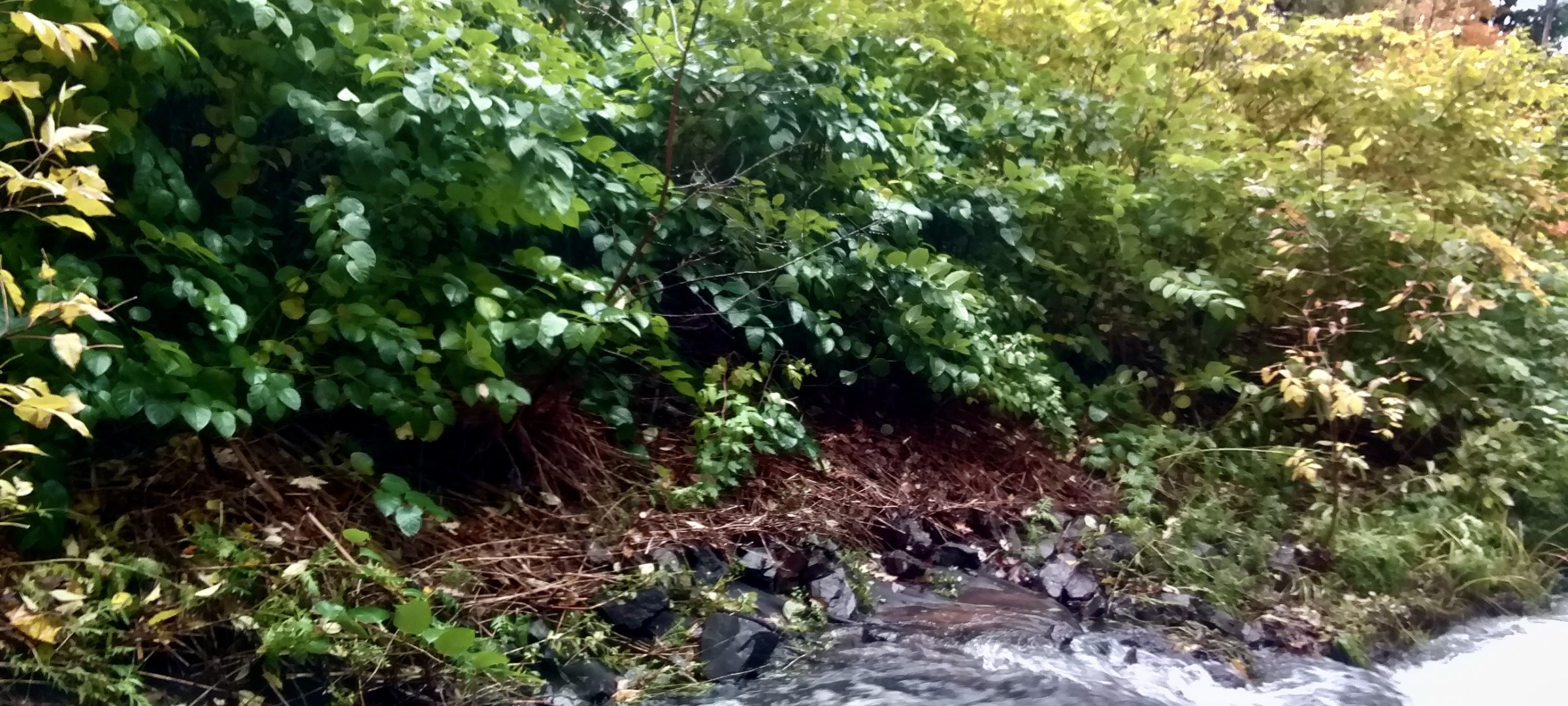 Japanese Knotweed Keweenaw Invasive Species Management Area Kisma Michigan Technological University