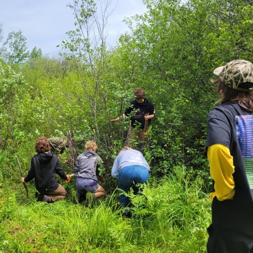 KISMA crew removing invasive buckthorn from a trail