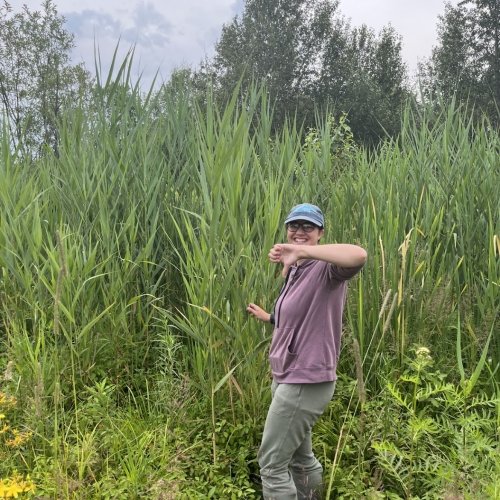 Person standing in front of invasive Phragmites