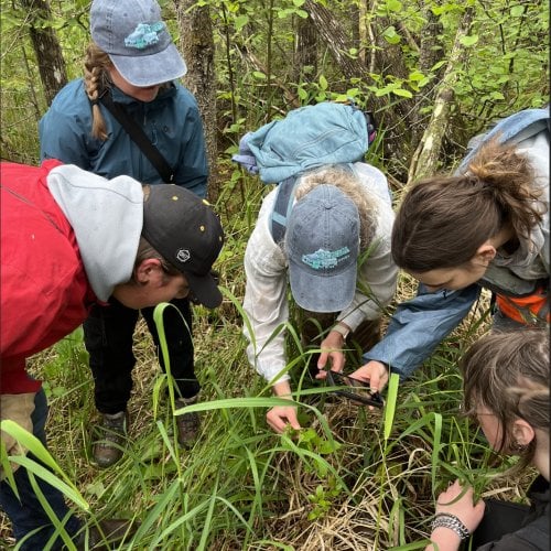 KISMA crew look at a plant