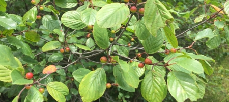 Glossy Buckthorn | Keweenaw Invasive Species Management Area (KISMA ...