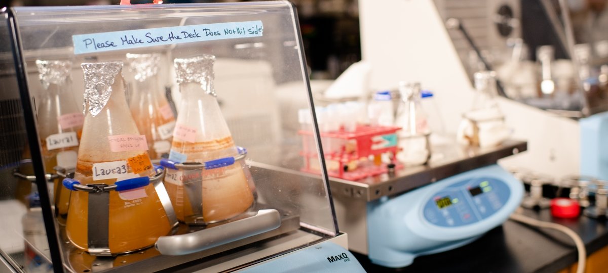 Beakers of protein liquid in the lab.