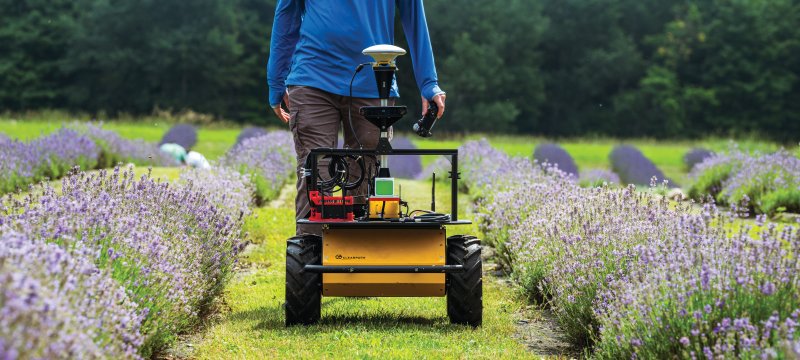 Person holding a remote control walking behind a robot between rows of lavender plants.