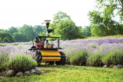 Robot in the lavender field.