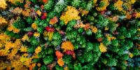 Drone image of trees with yellow, red, and green leaves