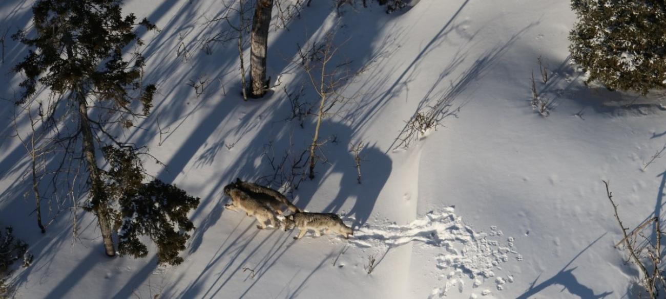 Isle Royale Winter Study Fewer Wolves Fewer Moose Michigan Technological University News