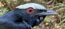 A white-crowned manakin—black bird with large red eye and white crest on its head.