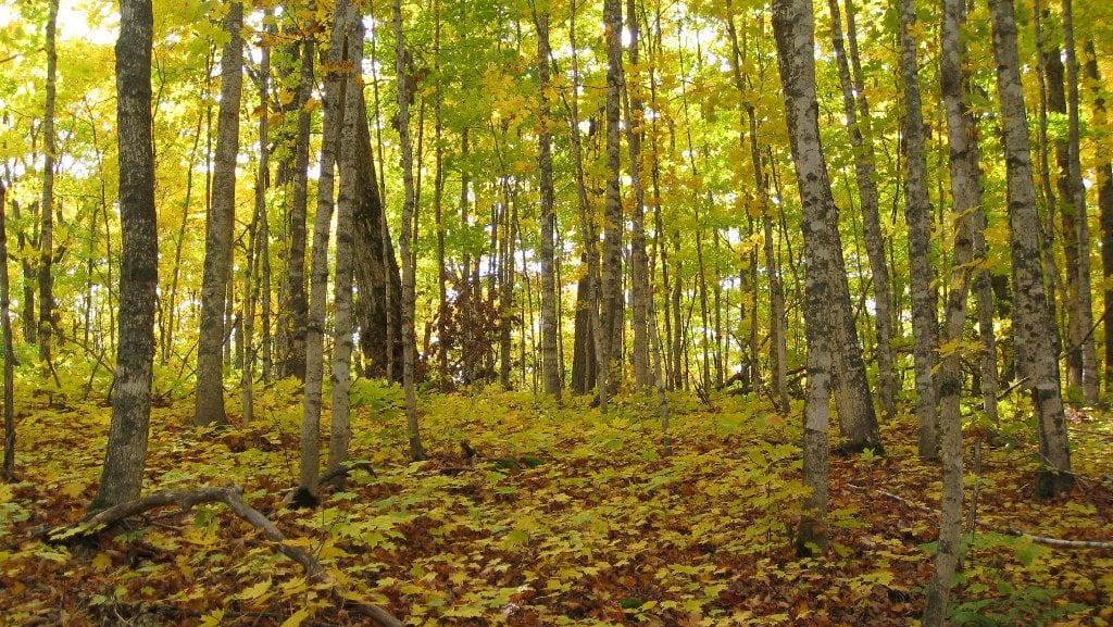 Michigan Tech's School of Forest Resources and Environmental Science, supported by the Northern Institute of Applied Climate Science (NIACS), will be hosting a climate assessment workshop. NCA Main