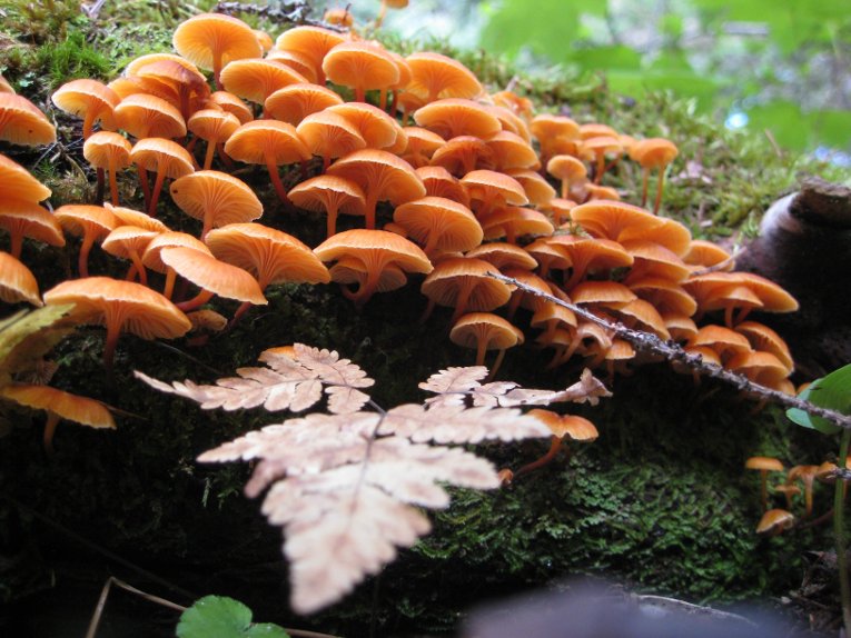 NCA Eco Mushrooms growing in the woods.