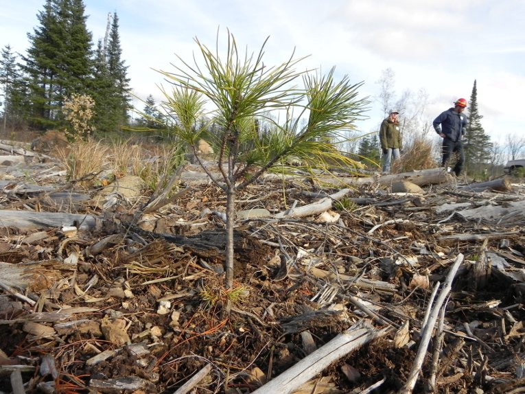 NCA Forestry New tree growing.