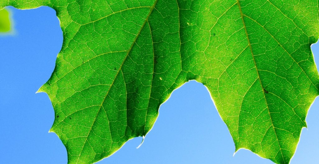 Munkaila Musah is a PhD student studying forest molecular genetics and biotechnology. Maple Main