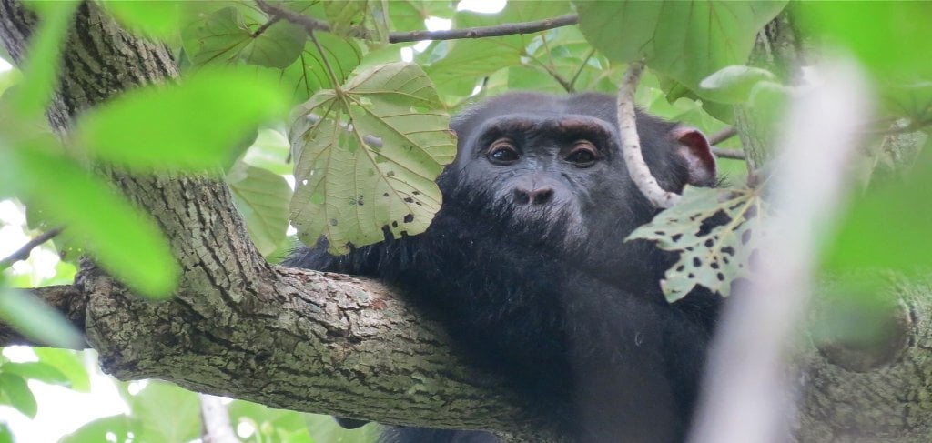 Ontl, who has studied chimp groups in West Africa, explains that researchers disagree whether chimpanzee interactions are inherently full of conflict or based on cooperation. Chimps Main