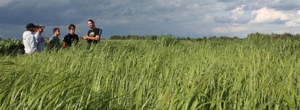 Giving plants more time in the field may make switchgrass sugar more appealing to yeast in the biofuel fermentation process. group of students stand in a field of switchgrass