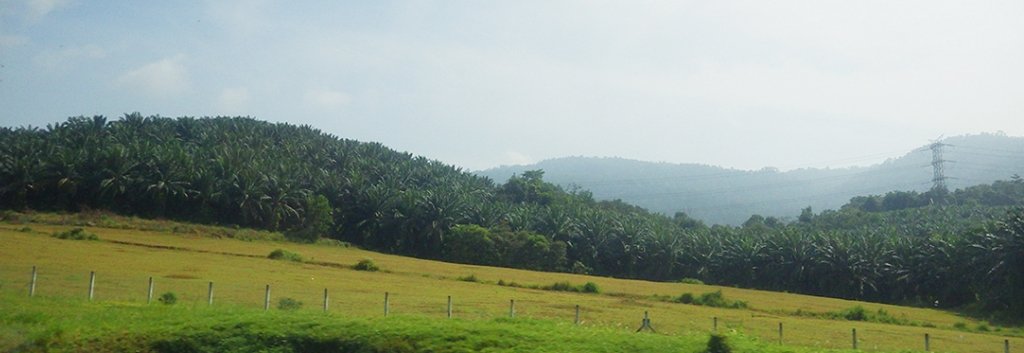 Indonesia’s and Malaysia’s production combined account for approximately 80 percent of global palm oil production. In Malaysia, seen here, the demand for palm oil has led to deforestation and the destruction of carbon-storing peatlands. Palm oil plantations in the Malaysian countryside.