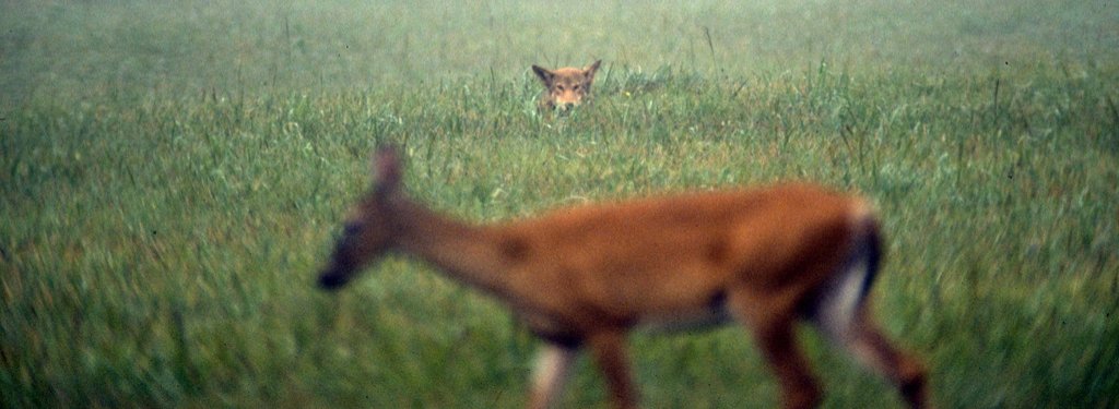 A red wolf watching deer at Cades Cove in the Great Smoky Mountains. Image Credit: B. Crawford/USFWS, 2004