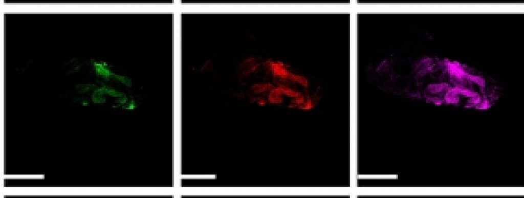 Changes in pH cause the rhodol dyes to glow differently, offering insight into diseases that affect mitophagy. fluorescent outlines of cells