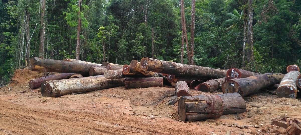 Tropical hardwood logs scattered on the ground. Image Credit: Xinfeng Xie Tall trees in the tropical rainforest were felled to supply the international market demand for tropical hardwoods.