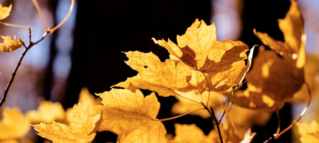 A close-up photo of autumn sunlight hitting a tree's yellow leaves. In the background are the dark shadows of other tree trunks. Close-up image of fall leaves.