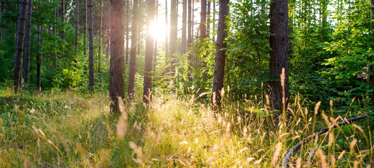 Those who enter the forest to observe the trees and to hike through the wilderness learn this: The jack pine is no less valuable to the warbler than the apple blossom is to the bee. The sun shines through trees in the forest illuminating the green pine needles of conifers and the stalks of grass.