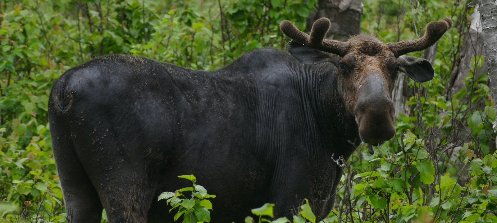 How Many Moose Are On Isle Royale