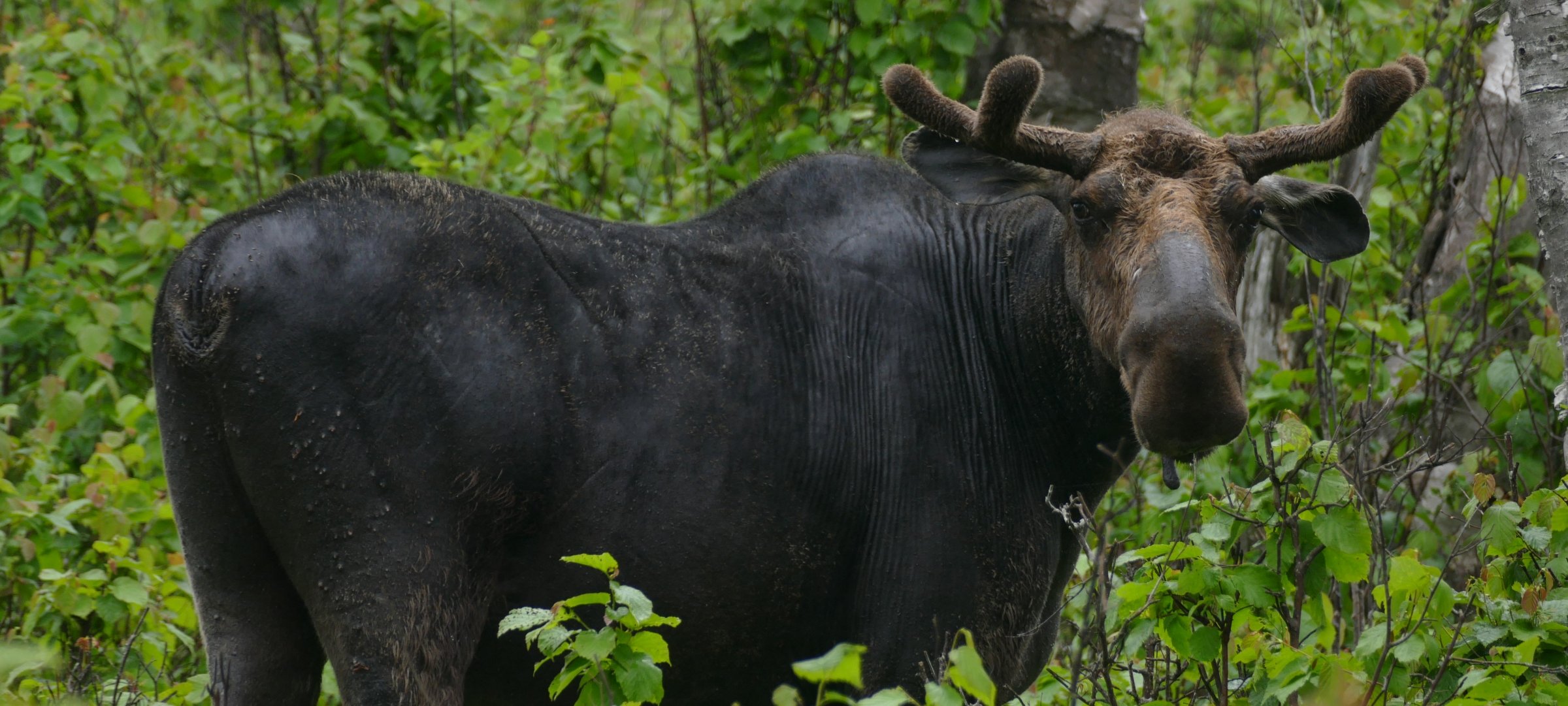 How Many Moose Are In Isle Royale