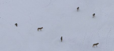 Members of a pack photographed during a flyover as part of Winter Study 2024 on Isle Royale National Park. (Image credit: Rolf Peterson)